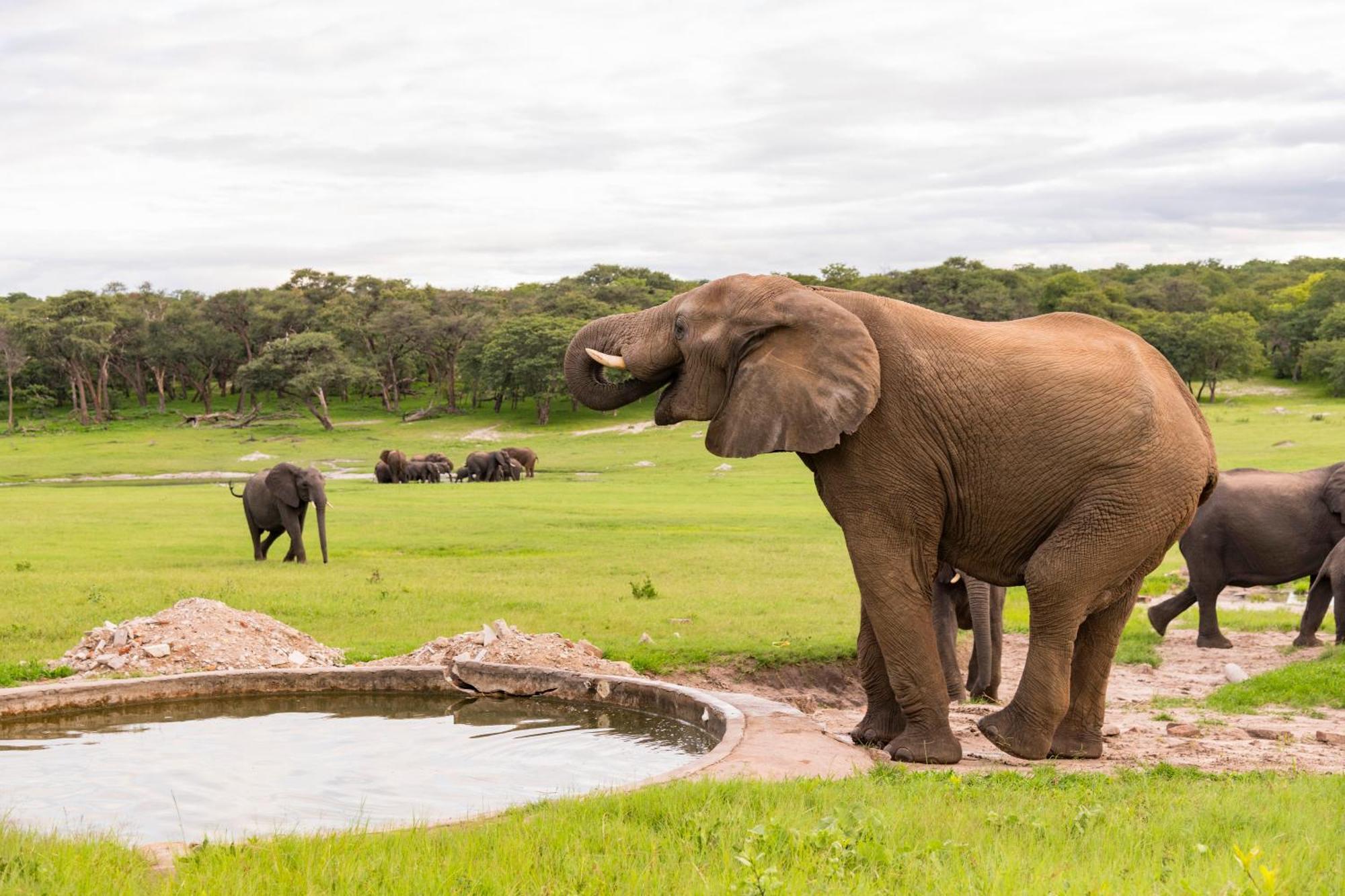 Hwange Safari Lodge Dete Dış mekan fotoğraf